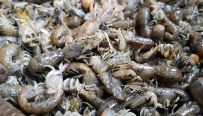 蒜苔炒肉的终极烹饪技巧：家常美味背后的鲜嫩秘密
