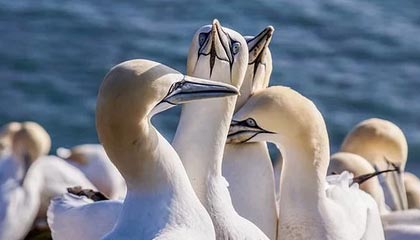 每周股票复盘:迈瑞医疗(300760)高管增持股份