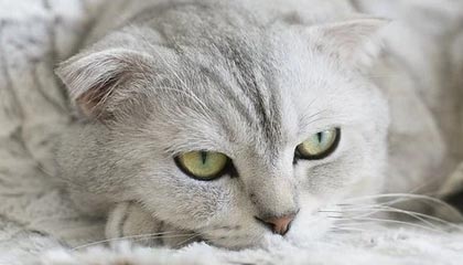 迈瑞医疗下跌2.02%,报230.62元/股