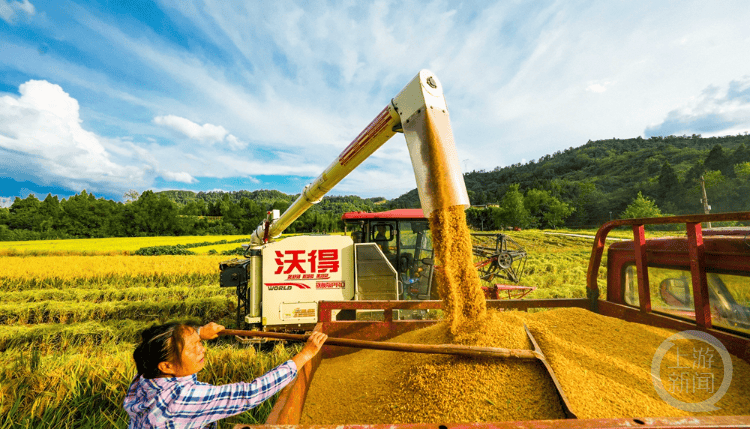 稻谷黄 秋收忙